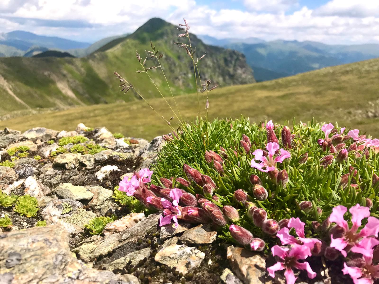 Alpine Polsterblumen zwischen Felsen auf einem Bergrücken der Nockberge