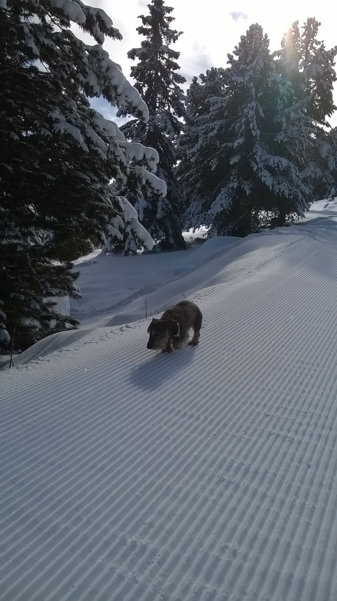 Hund auf einer frisch präparierten Schneefläche vor tief verschneiten Nadelbäumen
